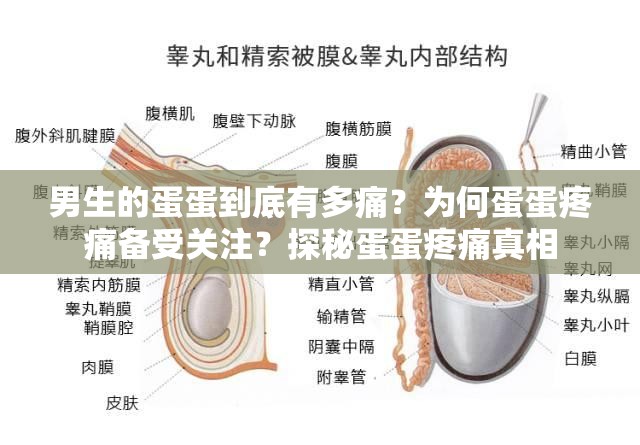 男生的蛋蛋到底有多痛？为何蛋蛋疼痛备受关注？探秘蛋蛋疼痛真相
