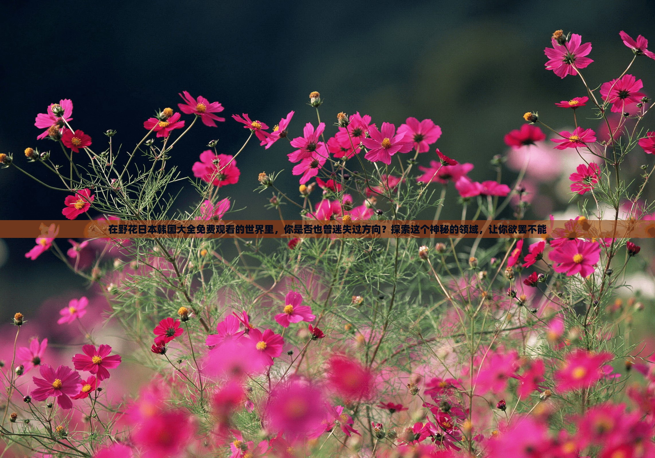 在野花日本韩国大全免费观看的世界里，你是否也曾迷失过方向？探索这个神秘的领域，让你欲罢不能