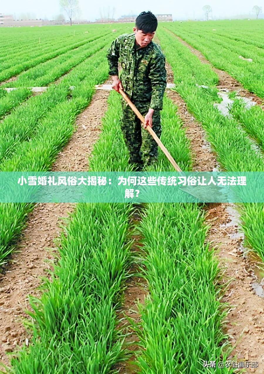 小雪婚礼风俗大揭秘：为何这些传统习俗让人无法理解？