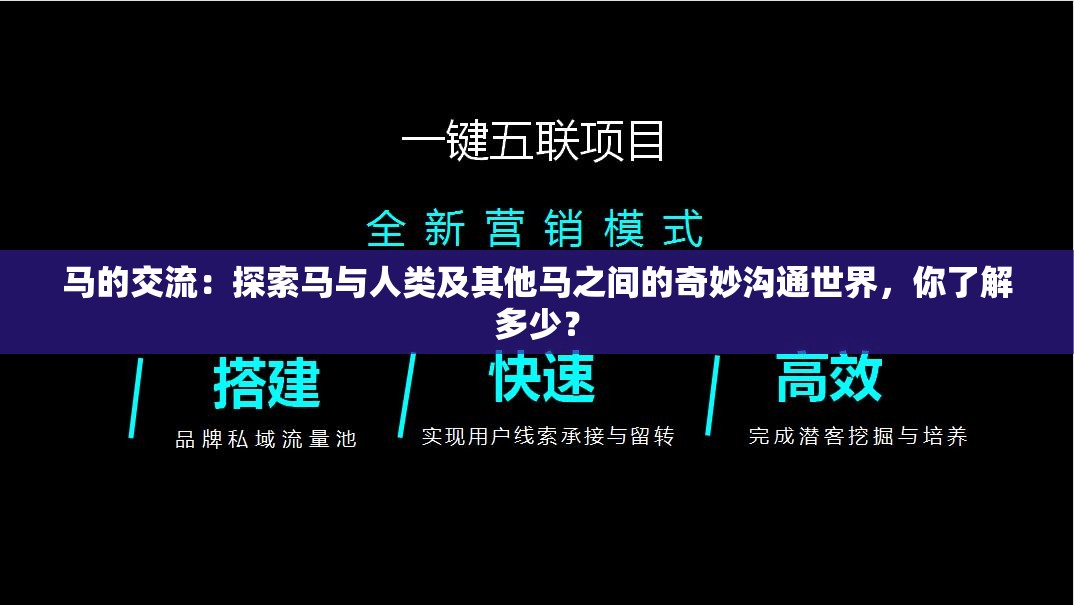 马的交流：探索马与人类及其他马之间的奇妙沟通世界，你了解多少？