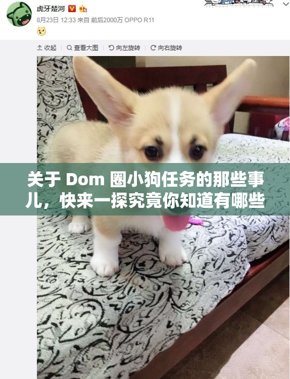 关于 Dom 圈小狗任务的那些事儿，快来一探究竟你知道有哪些特别任务吗？