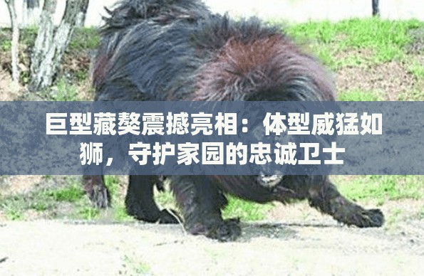 巨型藏獒震撼亮相：体型威猛如狮，守护家园的忠诚卫士