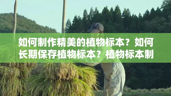 如何制作精美的植物标本？如何长期保存植物标本？植物标本制作的注意事项有哪些？