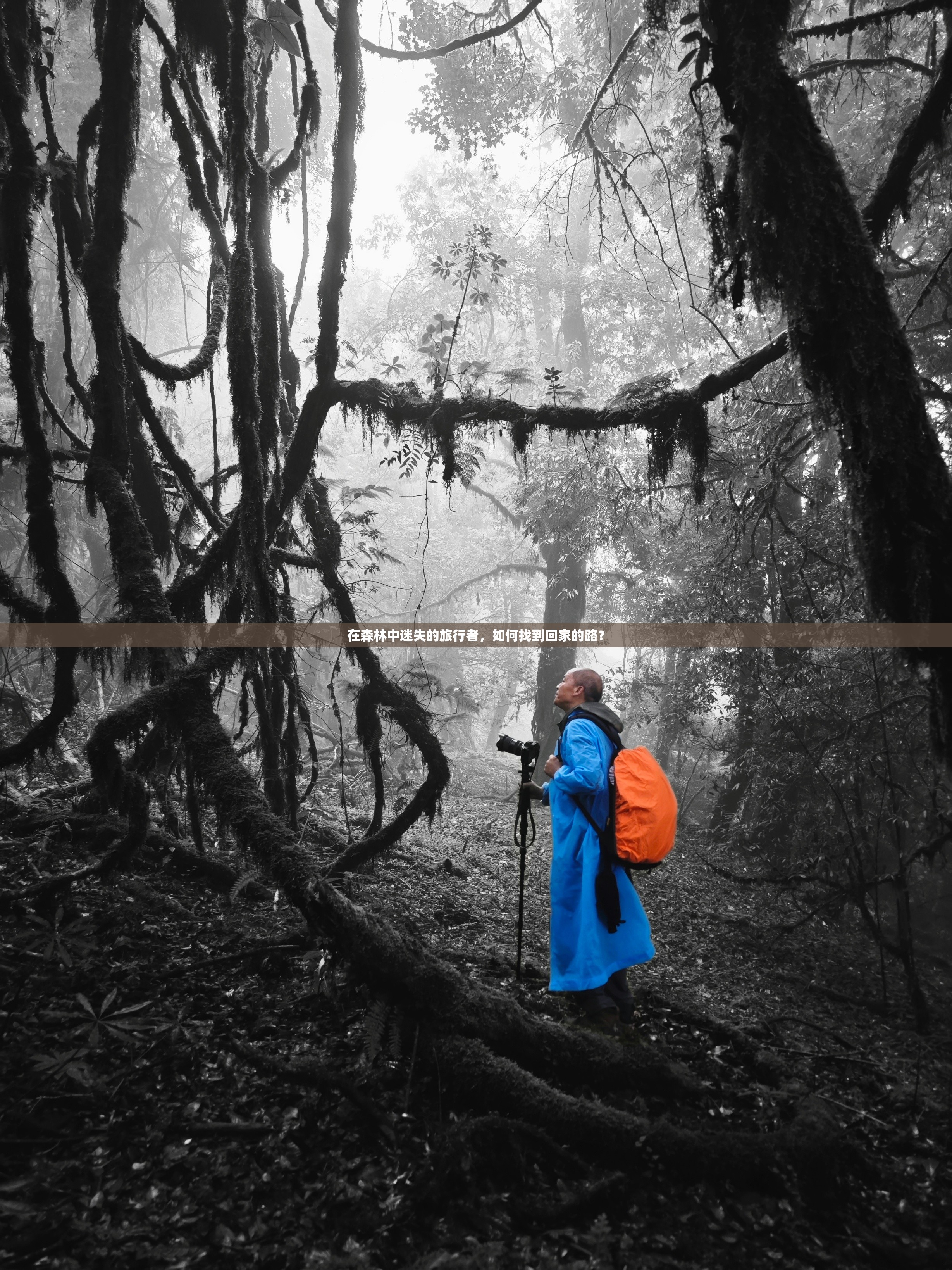 在森林中迷失的旅行者，如何找到回家的路？
