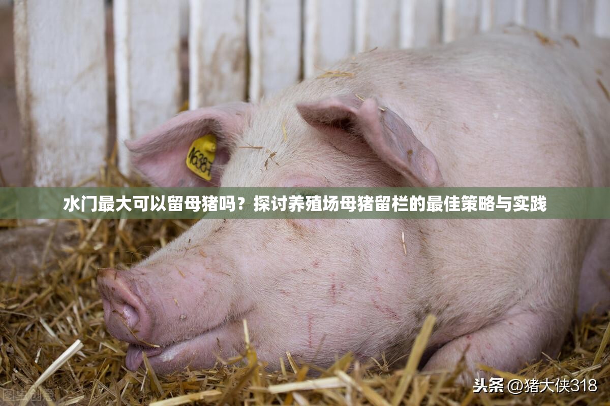 水门最大可以留母猪吗？探讨养殖场母猪留栏的最佳策略与实践