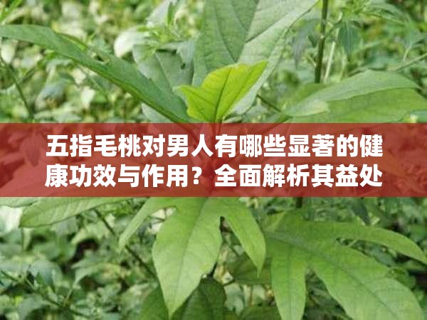 五指毛桃对男人有哪些显著的健康功效与作用？全面解析其益处与使用方法