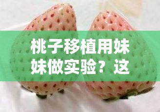 桃子移植用妹妹做实验？这究竟是怎么回事？引发众人好奇与关注