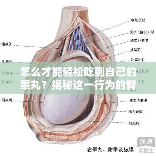 怎么才能轻松吃到自己的睾丸？揭秘这一行为的背后真相与科学解释