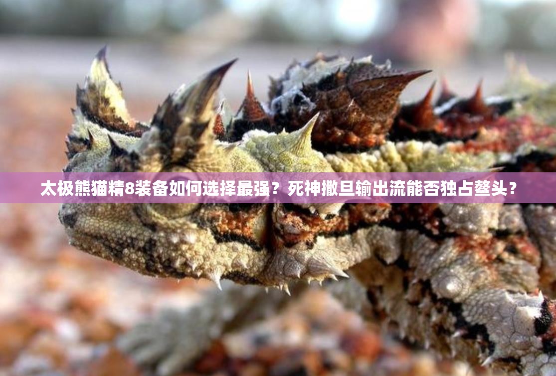 太极熊猫精8装备如何选择最强？死神撒旦输出流能否独占鳌头？