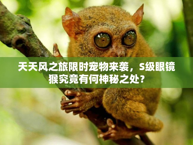 天天风之旅限时宠物来袭，S级眼镜猴究竟有何神秘之处？